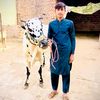 alisial580