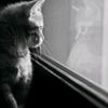 sel_450