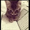 fatiilemaghizaidi