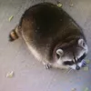 patrick_palmi