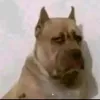 kheloquebro