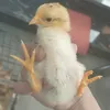 1stkhanhgk2