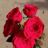 inamahad484