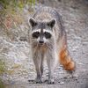 mapache0880