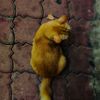 its_nasrul