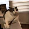 gatino_asasino._.o