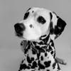 california_dalmatian