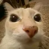 txnx3la0