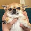 tupacthechihuahua