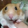 goob_modohamster_roedo