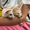 フェネック🌟じゅんとさくら