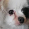 userhdchivied4