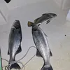 mamanuia