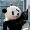 bamboopanda753