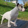 spot.king.of.dogs