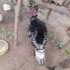jembe513