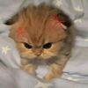 mwrvnnx