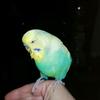 chico_budgie_22