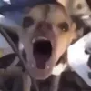 sybauoee