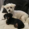 tibi.kardos