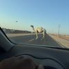 bilalmustafa051