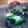 hamsteronamotocycle