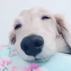 大地家　弘和