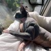 gatito2301