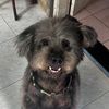 pluto.blackterrier