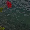 aplck7