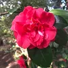 izzyf1223