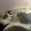 gatonino