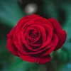 roosjeroosje63