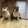 mackandtankbulldogs