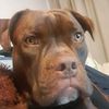 cocobean12345678