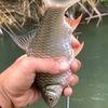 kvinnhunter