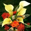 queensumi30