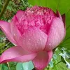 lin.mai843