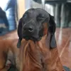 zuzanka_prz