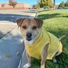 dog_vanlife
