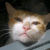 paw6488