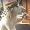 sirtony8