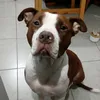 milopitbullmalvado
