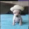 elpanaamigo0
