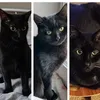 blackcatinlove