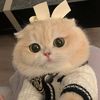 BoBoCat