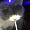 hanz_0.21