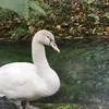tilayro