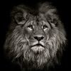 leon.solitario81