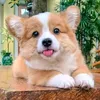 anjiee_licss